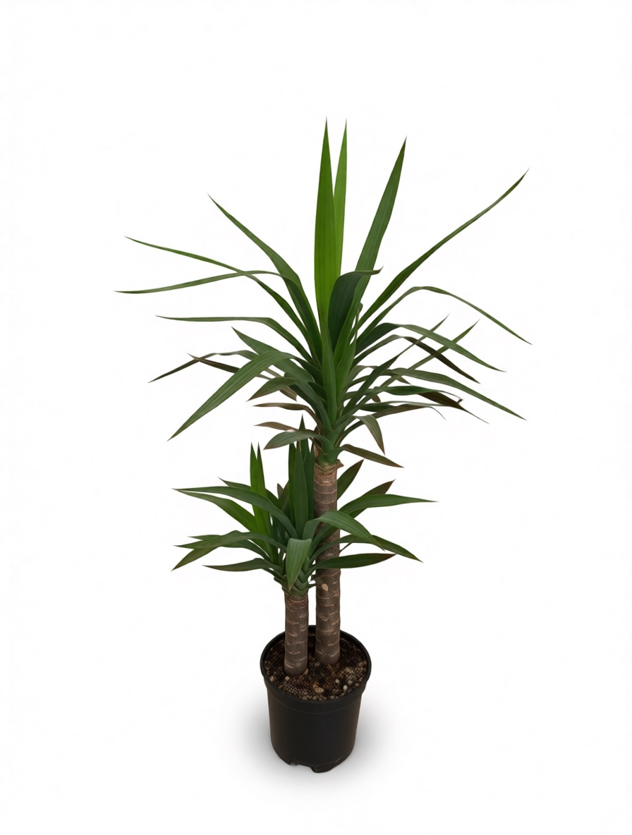 2' li Yucca